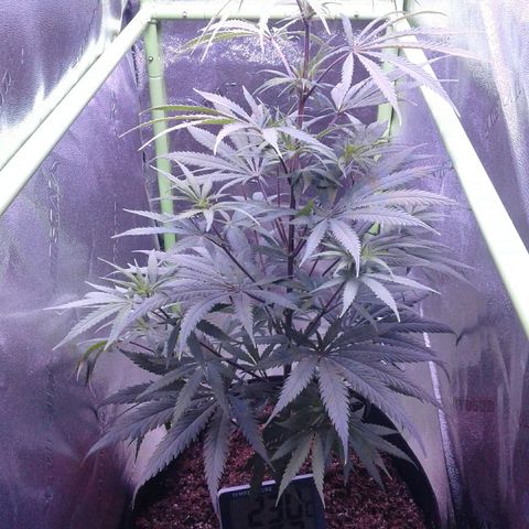 A1 (Sue's Nine) growlog timeline photo