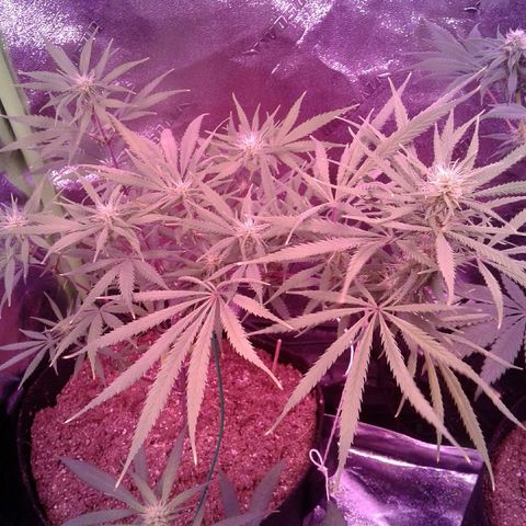 A1 (Sue's Nine) growlog timeline photo
