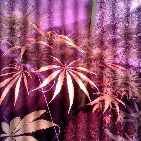 A1 (Sue's Nine) growlog timeline photo