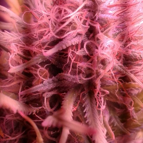 A1 (Sue's Nine) growlog timeline photo