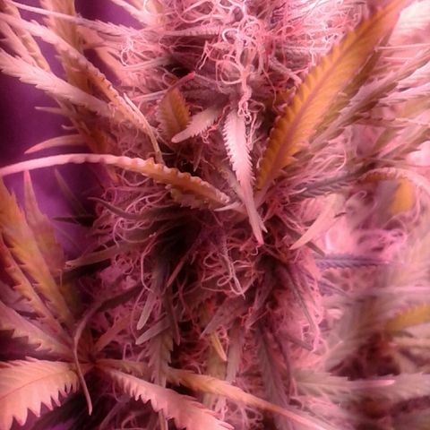 A1 (Sue's Nine) growlog timeline photo