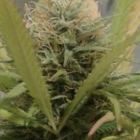 A1 (Sue's Nine) growlog timeline photo