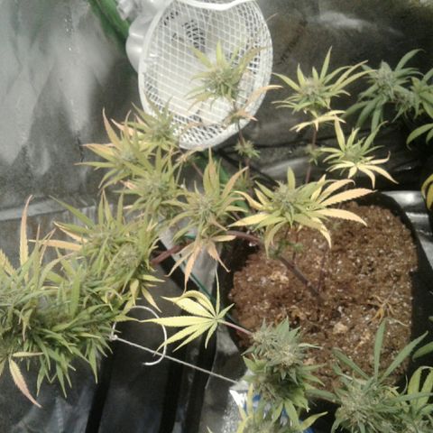 A1 (Sue's Nine) growlog timeline photo