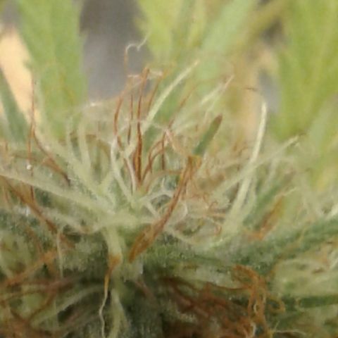 A1 (Sue's Nine) growlog timeline photo