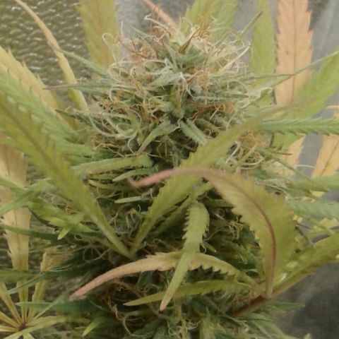 A1 (Sue's Nine) growlog timeline photo