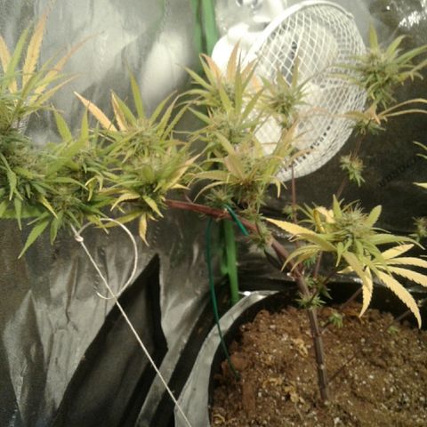 A1 (Sue's Nine) growlog timeline photo