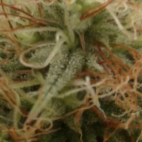 A1 (Sue's Nine) growlog timeline photo