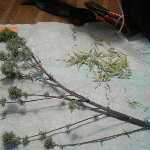 A1 (Sue's Nine) growlog timeline photo