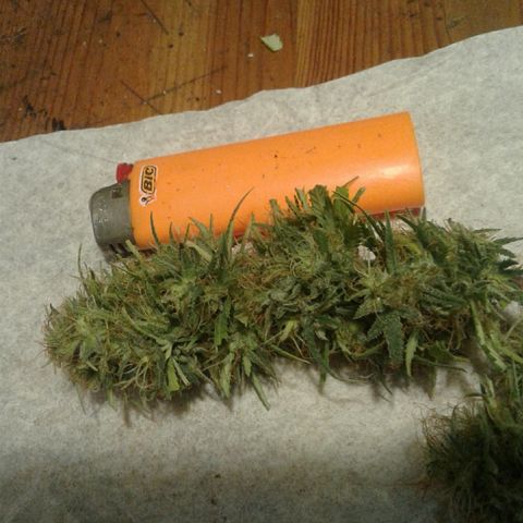 A1 (Sue's Nine) growlog timeline photo