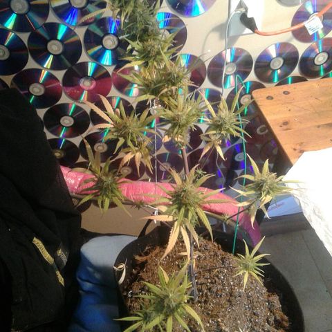 A1 (Sue's Nine) growlog timeline photo