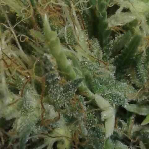 A1 (Sue's Nine) growlog timeline photo