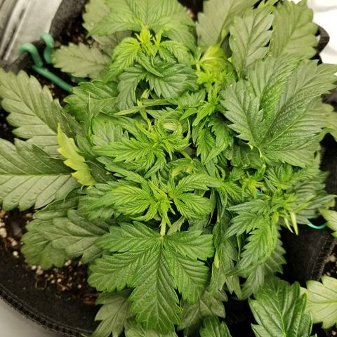 Creme stomper growlog timeline photo