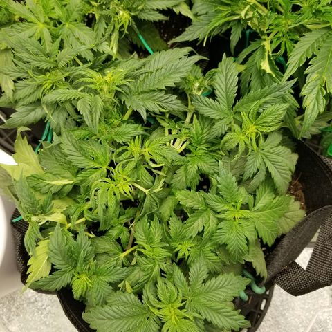 Creme stomper growlog timeline photo