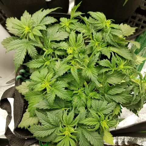 Creme stomper growlog timeline photo