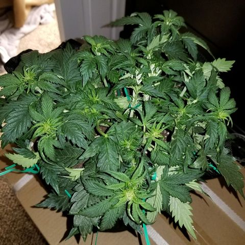 Creme stomper growlog timeline photo