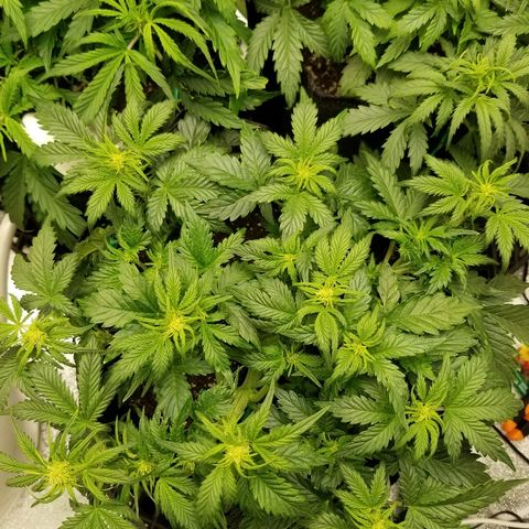 Creme stomper growlog timeline photo