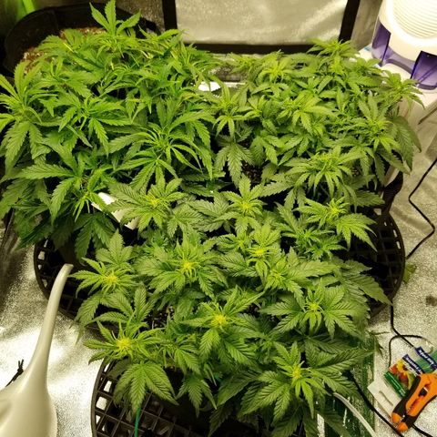Creme stomper growlog timeline photo