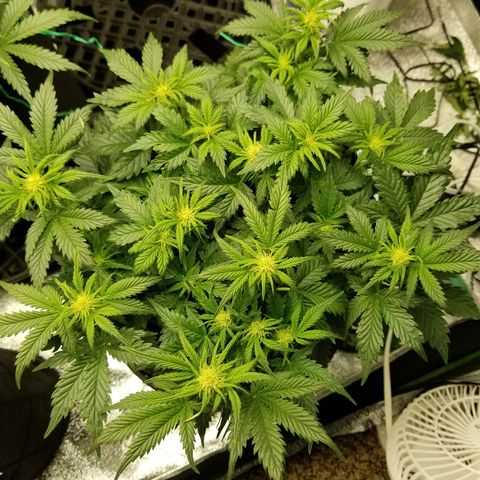 Creme stomper growlog timeline photo