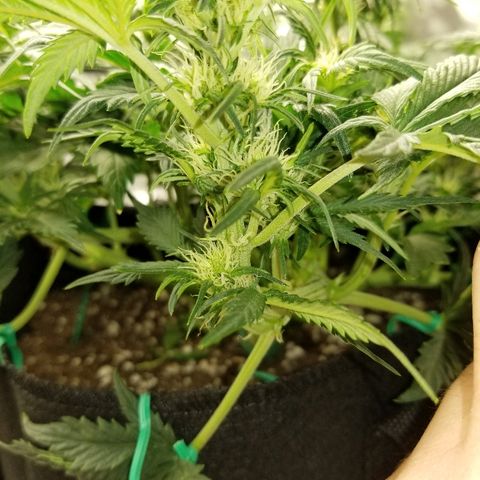 Creme stomper growlog timeline photo