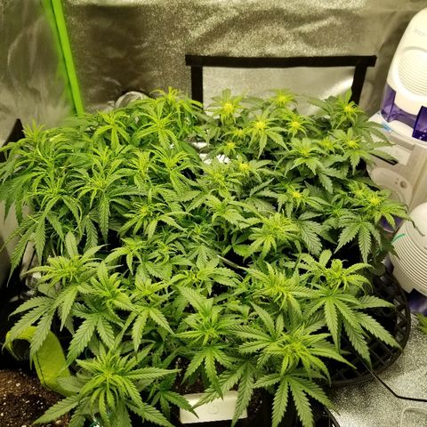 Creme stomper growlog timeline photo