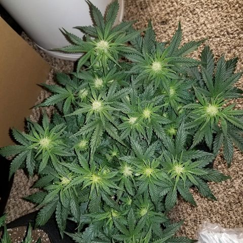 Creme stomper growlog timeline photo
