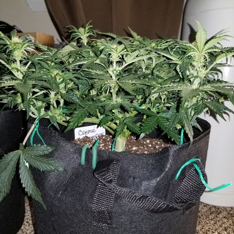 Creme stomper growlog timeline photo