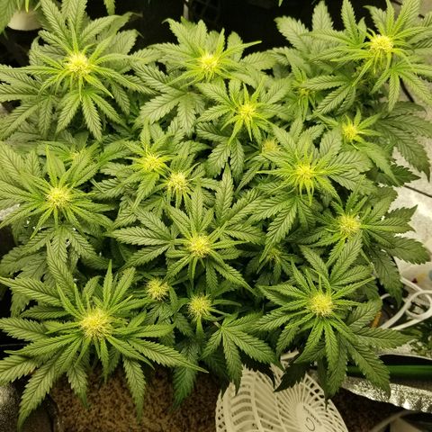 Creme stomper growlog timeline photo