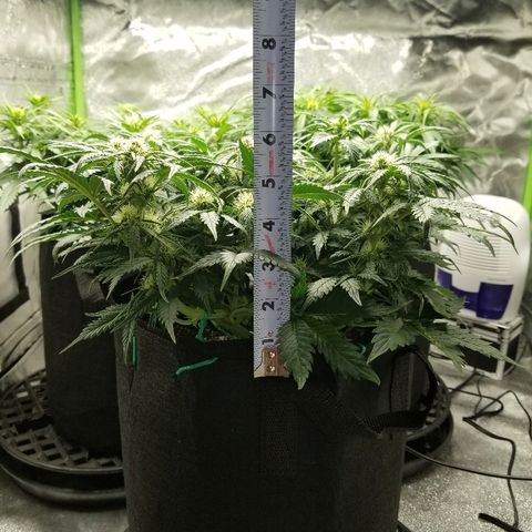 Creme stomper growlog timeline photo