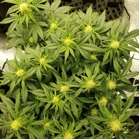 Creme stomper growlog timeline photo