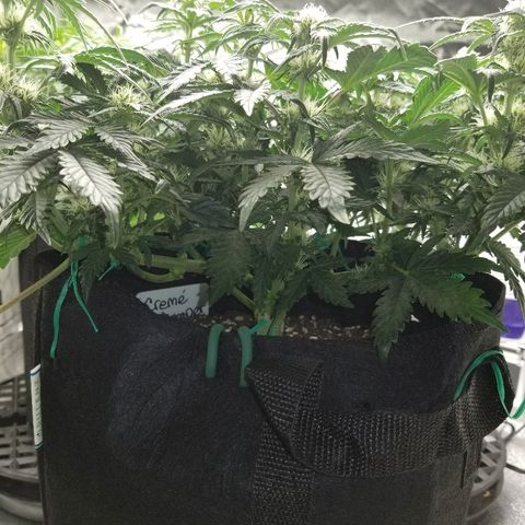 Creme stomper growlog timeline photo