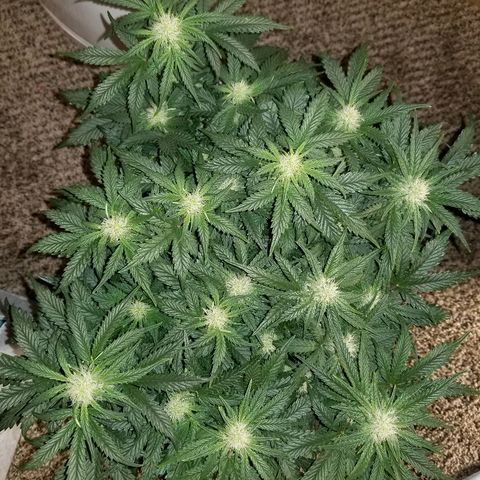 Creme stomper growlog timeline photo