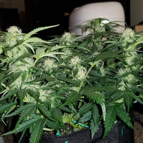 Creme stomper growlog timeline photo