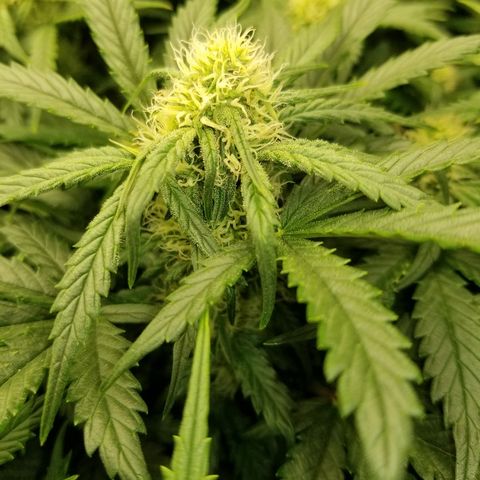 Creme stomper growlog timeline photo
