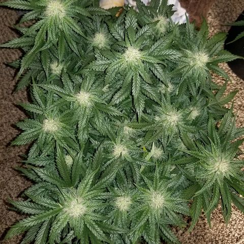 Creme stomper growlog timeline photo