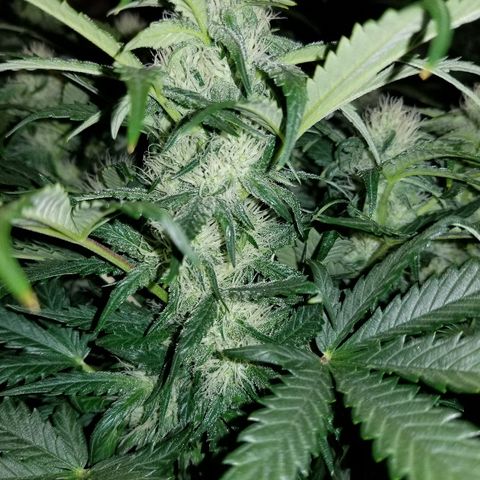 Creme stomper growlog timeline photo