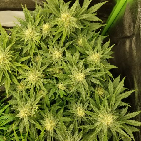 Creme stomper growlog timeline photo