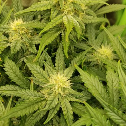 Creme stomper growlog timeline photo