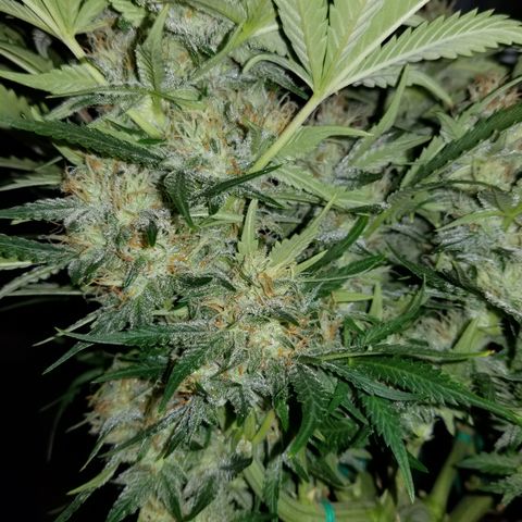 Creme stomper growlog timeline photo
