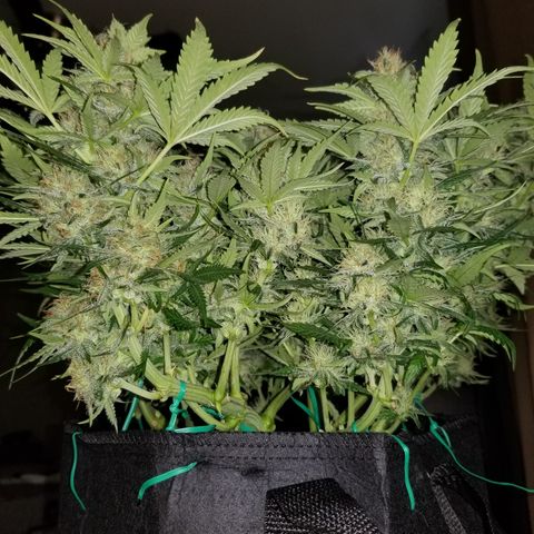 Creme stomper growlog timeline photo