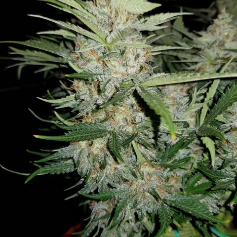 Creme stomper growlog timeline photo