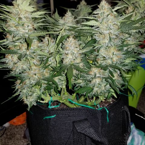 Creme stomper growlog timeline photo