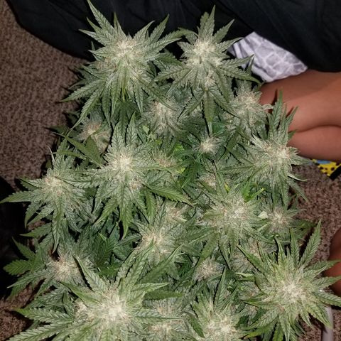 Creme stomper growlog timeline photo