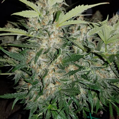 Creme stomper growlog timeline photo