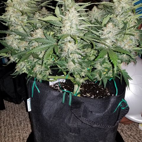 Creme stomper growlog timeline photo