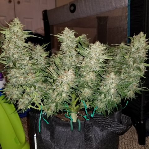 Creme stomper growlog timeline photo