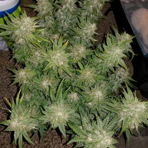 Creme stomper growlog timeline photo