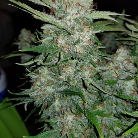 Creme stomper growlog timeline photo
