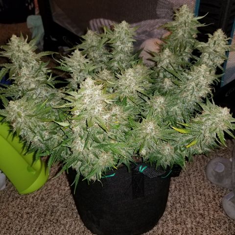 Creme stomper growlog timeline photo