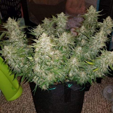 Creme stomper growlog timeline photo