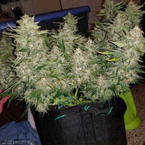Creme stomper growlog timeline photo